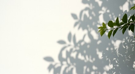 Poster - A serene image showcasing the intricate shadows of leaves cast upon a bright white wall, creating a natural and abstract pattern.