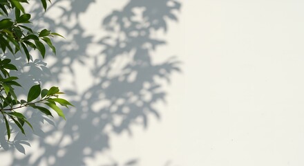 Poster - Green leaves casting shadows on a white wall, creating a tranquil and minimalist scene with natural light and abstract patterns, showcasing nature's beauty.