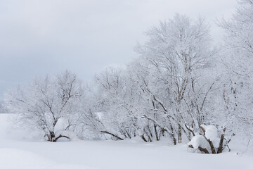 Wall Mural - small frozen group of trees in morning winter snowy landscape