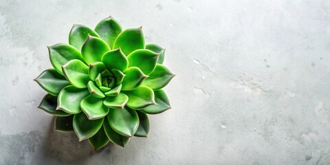 Aufkleber - Vibrant Green Succulent Plant on a Light Grey Textured Background, Perfect for Minimalist Home Decor and Botanical Designs