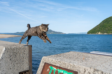 Wall Mural - 佐柳島のジャンプする猫