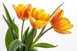 © Designer Masum - yellow orange beautiful tulips leaves isolated on a white background