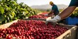 © H2H-Ai_Stock  - Harvesting coffee cherries a visual depiction of workers gathering ripe berries during a sunny day in a coffee plantation.