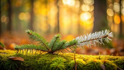 Poster - Autumnal Forest Scene Delicate Evergreen Branch Resting on Mossy Log, Bathed in Golden Sunlight
