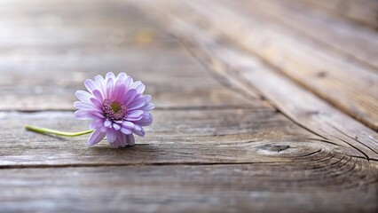 Aufkleber - A solitary lavender bloom rests gently on a rustic wooden surface, bathed in soft sunlight.