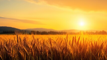 Poster - A golden sunset shines on a vast field of wheat or rye