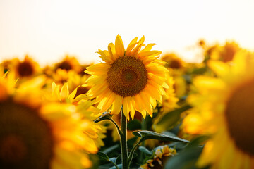 Aufkleber - A breathtaking field of sunflowers in the rays of sunlight.