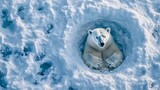 "Polar Bears in the Arctic Wildlife Habitat with Ice and Snow Landscape"