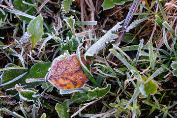 Poster - A leaf is covered in frost and snow. The leaf is brown and has a few spots. The snow and frost give the image a cold and wintry mood.