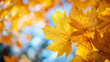© Dzunstock - Golden autumn maple leaves glowing in sunlight with a soft, blurred blue and yellow background.