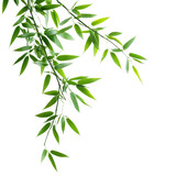 Lush green bamboo leaves gracefully extending on a pristine transparent background, creating a serene and calming effect, Green bamboo leaves on transparent background