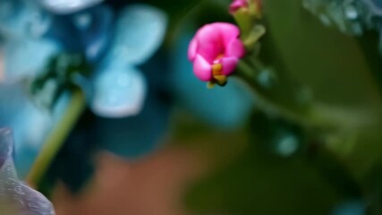 Wall Mural - Close-up of vibrant flowers with soft backgrounds and water droplets illustrating nature's beauty.