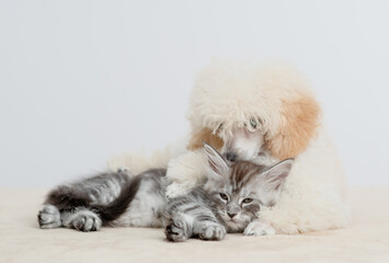 Aufkleber - Friendly Poodle puppy hugs sleepy maine coon cat on a bed at home