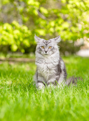 Poster - Adult maine coon cat sitting on green summer grass and looking at camera