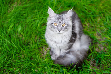 Poster - Adult maine coon cat sitting on green summer grass and looking up at camera. Top down view. Empty space for text