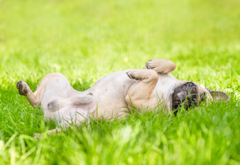 Poster - Happy French bulldog lying on his back on green summer grass