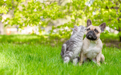 Poster - Maine coon cat kisses French Bulldog  on green summer grass. Empty space for text