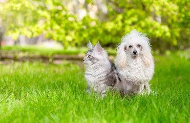 Poster - Poodle and Maine coon sit together on green summer grass. Empty space for text