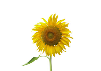 Wall Mural - isolated sunflower plants, flower head, leaf and top on transparent background.