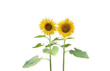 Wall Mural - isolated sunflower plants, flower head, leaf and top on transparent background.