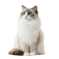  Cute Ragdoll cat sits upright with natural posture,PNG,clipart,transparent,clean and minimal look