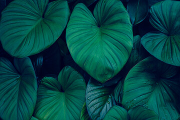 Fototapete - abstract tropical leaf textures on dark tone, natural green background.