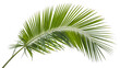 © Rezaul - Palm tree leaves. isolated Green tropical leaf isolated on white  background