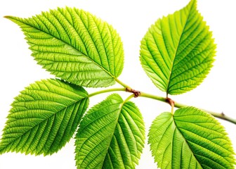 Green Leaf Frame, Isolated Branch, Nature Photography, Tree Leaves