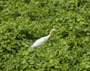 a white bird is standing in a field of green plants