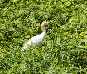 a white bird is standing in a field of green grass