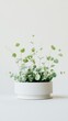 © Tam5 - Eucalyptus plant growing in white pot against white background studio shot minimalist style