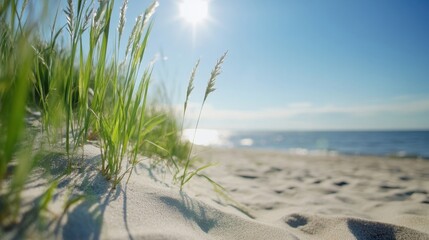 Poster - Beach grass illuminated by sunlight, gently swaying near the tranquil ocean shore on a sunny day, creating a peaceful summer scene. : Generative AI