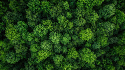 Poster - Aerial view of a lush, green forest canopy, showing dense treetops in various shades of green, creating a textured natural pattern. : Generative AI