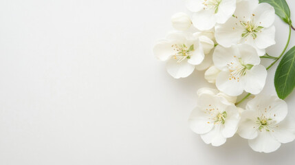 Poster - Delicate white blossoms arranged on a pristine white background, creating a serene and elegant floral composition perfect for springtime designs or wedding invitations. : Generative AI