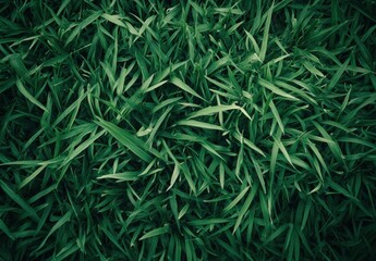 Aufkleber - A high-angle close-up shot reveals a dense carpet of vibrant green grass blades, their sharp points and rich color creating a textured natural background. : Generative AI