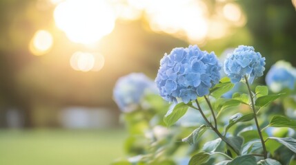 Poster - Two vibrant blue hydrangeas bask in the warm glow of a summer sunset, their delicate petals illuminated by the golden light. : Generative AI
