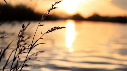 Poster - Silhouetted grass stems sway gently near a calm lake at sunset, reflecting the warm golden light of the evening sun. : Generative AI