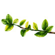 © sujittra - Fresh green leaves nature illustration transparent background vibrant environment