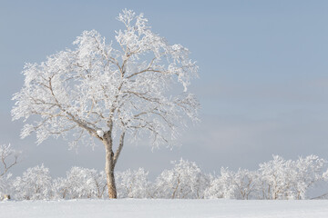 Wall Mural - single rime ice covered tree in snowy winter landscape, hokkaido, japan