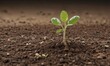 © Siritayon - Bean seed sprouting from soil, early growth stage, plant, seedling, organic
