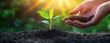 © Generative AI - A young seedling sprouts from rich soil, gently cradled in a nurturing hand, bathed in the warm glow of sunlight. : Generative AI