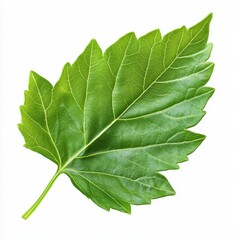 Aufkleber - Single Green Leaf Close Up with Veins on White Background for Botanical Study and Natural Decoration