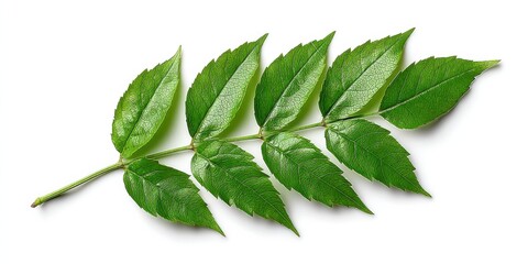 Poster - Vibrant green leaf sprig, isolated on white background, showcasing detailed leaf venation and texture. Perfect for nature, botany, or eco-friendly designs. : Generative AI