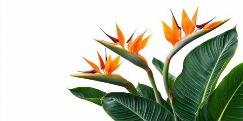 Aufkleber - Vibrant Bird of Paradise Flowers with Green Leaves on White Background Fresh Exotic Floral Arrangement Tropical Botanical Beauty Color Springtime Design Isolated Flora