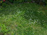Gänseblumen, Wiese, Blüten, Rasen, Gänseblümchen