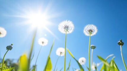 Aufkleber - Bright sunlight illuminates fluffy dandelion seed heads against a vibrant blue sky, showcasing the beauty of nature's delicate details. : Generative AI