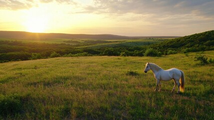 Poster - A lone white horse stands in a sun-drenched pasture, overlooking a vast, rolling landscape at sunset. Golden light bathes the scene, creating a peaceful and serene atmosphere. : Generative AI