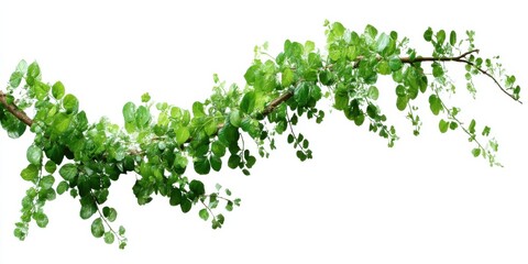 Poster - Vibrant green foliage branch, lush leaves, curving branch, isolated on white, perfect for design projects needing a natural element, adding a touch of spring or summer freshness. : Generative AI