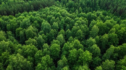 Poster - Aerial view of a lush, green forest canopy, showing a dense collection of trees from a high perspective.  The vibrant foliage creates a textured, natural pattern. : Generative AI