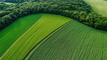 Poster - Aerial view of vibrant green agricultural fields separated by a forest, showcasing diverse crops and natural landscape. : Generative AI